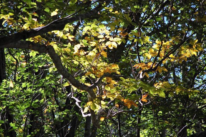 ブナの木の紅葉が見られ始めた頃でした（尾瀬ブナ平にて・２０２１年９月２２日）。