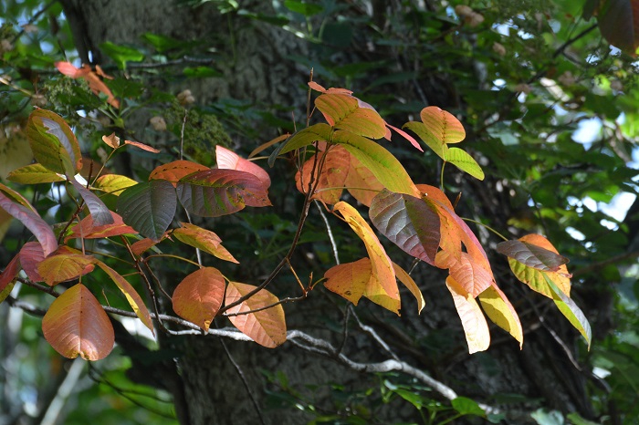 ツタウルシの紅葉も始まり今年の紅葉の季節の始まりに、期待しているこの頃でした（小沢平ブナ樹海ラインにて・２０２１年９月２９日）。