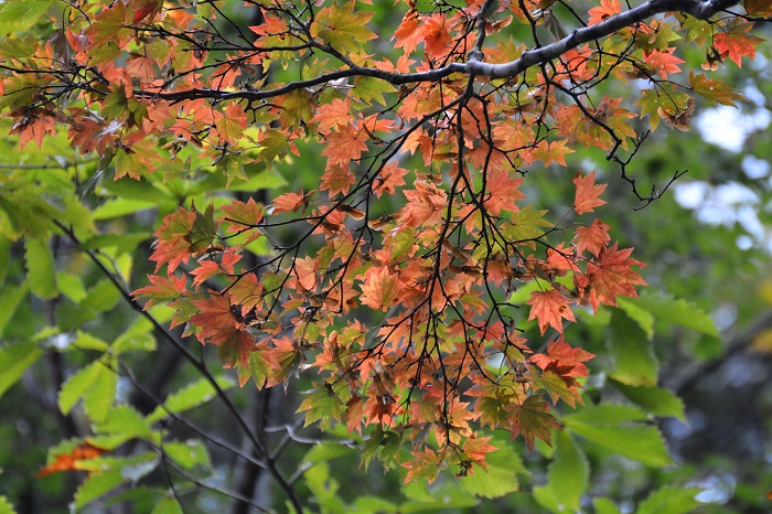 周りがまだまだ緑の中でも早いモミジは、紅葉の始まりを迎え始めたのがこの頃でした（尾瀬ブナ平にて・２０２１年１０月２日）。