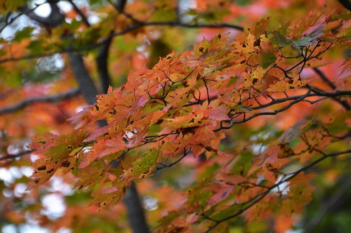 モミジの紅葉にいつもの年とは違う、元気のなさも見られたのがこの頃でした（尾瀬ブナ平にて・２０２１年９月２９日）。