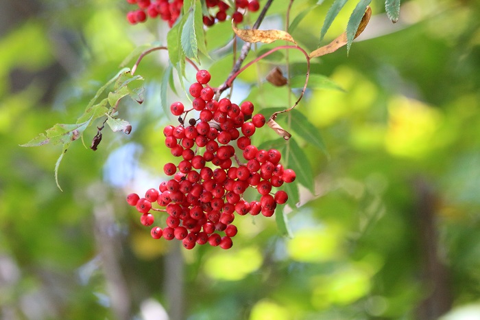 まだまだ緑の葉の中で、ナナカマドの赤い実が光り輝く姿が見られ始めたのがこの頃でした（小沢平ブナ樹海ラインにて・２０２１年１０月４日）。
