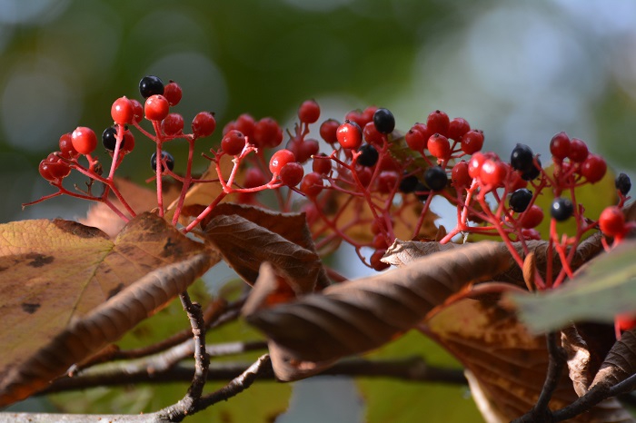 オオカメノキの赤い実が本当にかわいく鮮やかな秋の姿に見られたのが、この頃でした（小沢平ブナ樹海ラインにて・２０２１年９月２９日）。