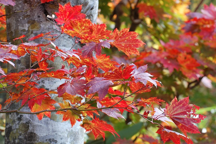 ブナの木のそばで紅葉の姿を魅せる秋のモミジの光景はいつ見ても美しいものです（２０２１年１０月８日・尾瀬ブナ平にて）。