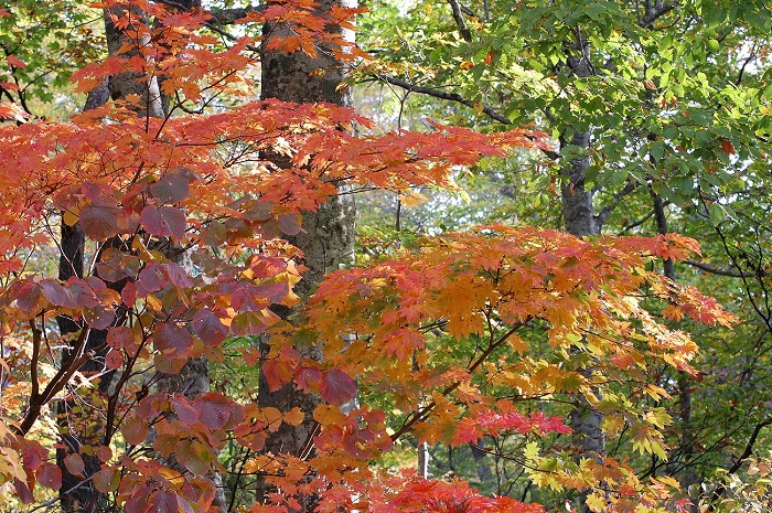 もうすぐ１０月１０日になろうというこの時期に、標高約１４００ｍ付近の尾瀬ブナ平で、まだ青々としている原生林の姿が日々続いていることに、ただただ驚くばかりでした（２０２１年１０月８日・尾瀬ブナ平にて）。