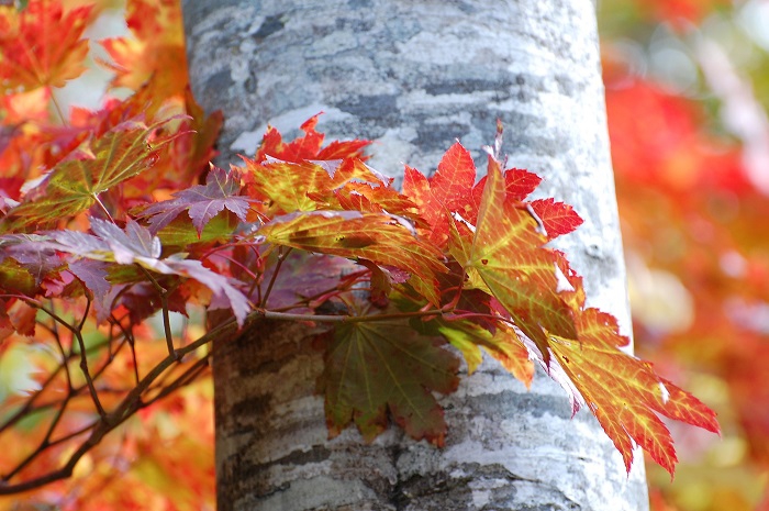 巨大なブナの原生林に鮮やかで美しい色どりを添えるもみじ。やはり、紅葉の主役ですね（２０２１年１０月８日・尾瀬ブナ平にて）。