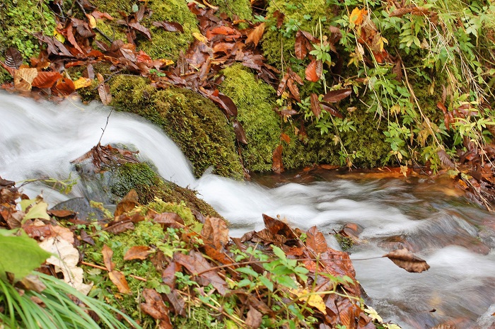 落ち葉の中を流れ落ちる最奥の深山の清流。秋の雰囲気満点です（２０２１年１０月８日）。