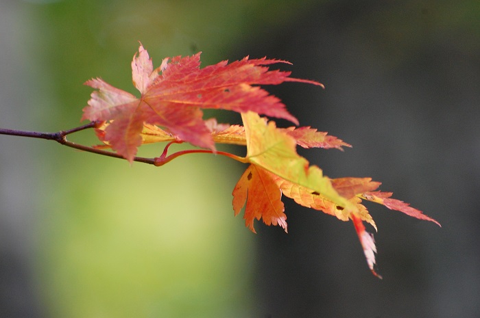 秋の紅葉の主役を務めるモミジ。本当に素晴らしい樹木ですね（２０２１年１０月８日・尾瀬ブナ平にて）。