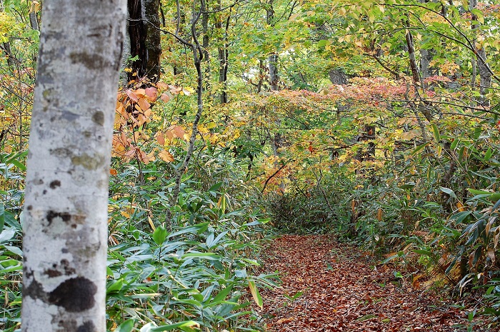 尾瀬ブナ平の下部・御池古道の姿です。まだ青々としていて、ようやく紅葉の姿が見られ始めた頃でした（２０２１年１０月８日・尾瀬ブナ平にて）。