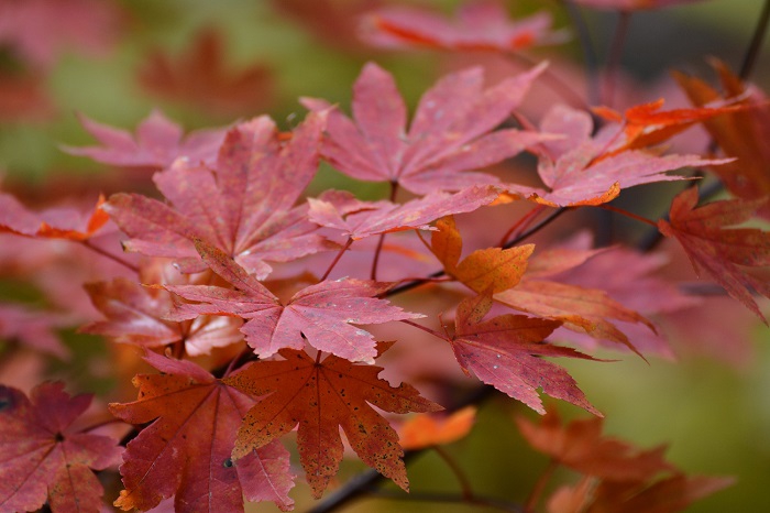 「寂庵の自慢は、庭の木々です。新緑も素晴らしいですが、紅葉は日々、その様子が変わり、突然美しく色づく日が訪れて、私を驚かせてくれます」。２０２１年１１月２日(火）・瀬戸内寂聴さんの御言葉より。本当に、ありがとうございました（画像は、２０２１年１１月２日・小沢平ブナ樹海ラインにて）。