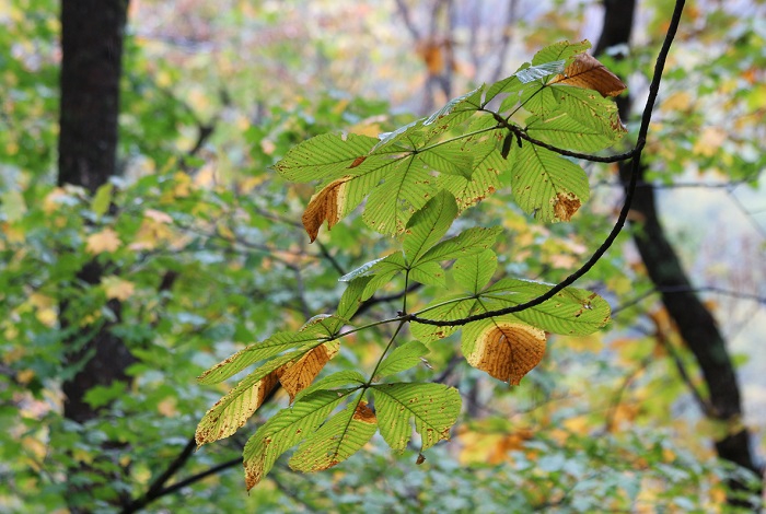 １０月中旬を迎えても、まだまだ緑の姿を残す、尾瀬ブナ坂の栃の木の姿でした（２０２１年１０月１３日）。