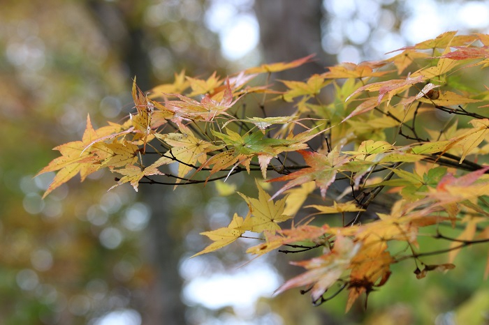 緑から鮮やかな秋の黄色や赤に変わり始めるモミジの姿は本当に美しく、これから紅葉の姿が日々大きく移り変わっってゆくことが予想され始めた頃でした（２０２１年１０月１３日）。
