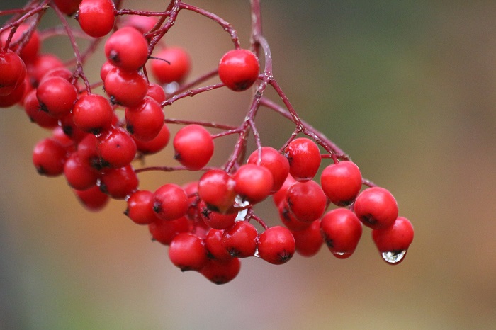 昨年はほとんどナナカマドの赤い実が見えなかった秋でしたが、今年のナナカマドの実は、どこで見ても鮮やかで、赤い秋の色合いが見事でした（２０２１年１０月１３日）。