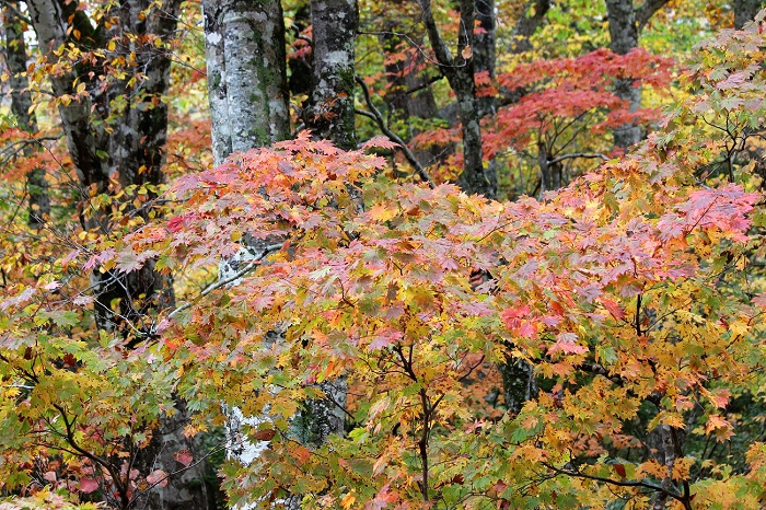 緑の木々が多く残る中で、モミジの紅葉の姿は良く目立ち、秋の色が本当に鮮やかに見られ始めた頃でした（２０２１年１０月１３日）。