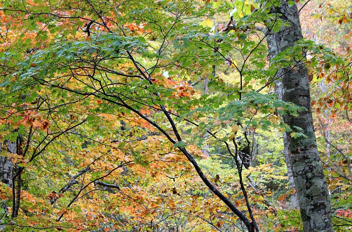 １０月中旬で、これほど緑の姿が見られた尾瀬ブナ平はあまり記憶にありませんでした（２０２１年１０月１３日）。