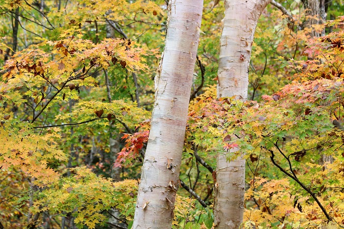 この日、国道沿いの尾瀬ブナ平で、一番紅葉の輝きが見られたのが、ブナ平上部のこの場所でした。ダケカンバの木肌の色合いが、紅葉の色合いの中で、やさしく見えるのは気のせいではないと思います（標高約１４００ｍ付近・２０２１年１０月１３日）。