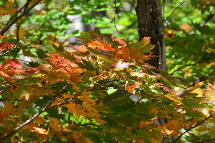 まだまだ青々としている遅い紅葉には驚きでしたが、この先美しい紅葉の景観が広がってゆくことが感じられたこの日でした（尾瀬ブナ平にて・２０２１年１０月１８日）。