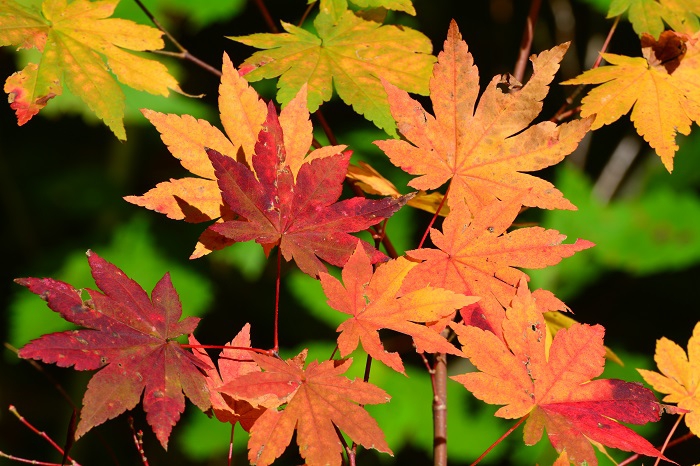 この日あたりが、小さなモミジまで含めて鮮やかな紅葉の景観が広がり始めた頃でした（尾瀬ブナ平にて・２０２１年１０月１８日）。