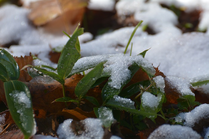 落ち葉と笹の葉の上に降雪。いつもの年であれば、１１月初旬から中旬頃に見られるような光景です（小沢平ブナ樹海ラインにて・２０２１年１０月１８日）。