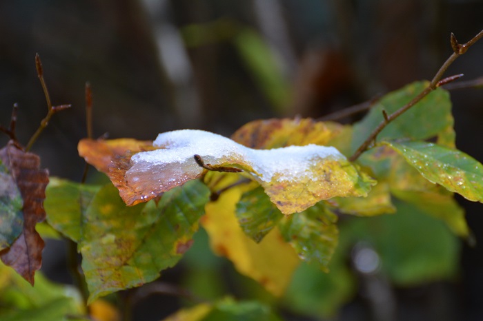 まだまだ青葉の葉の上に降雪。こういう年も数年に一回くらいあるものです（小沢平ブナ樹海ラインにて・２０２１年１０月１８日）。