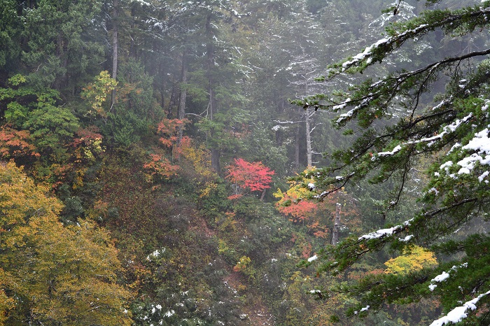 紅葉と雪景色。うまく画像では表現できませんでしたが、神秘的で美しい光景でした（小沢平ブナ樹海ラインにて・２０２１年１０月２１日）。
