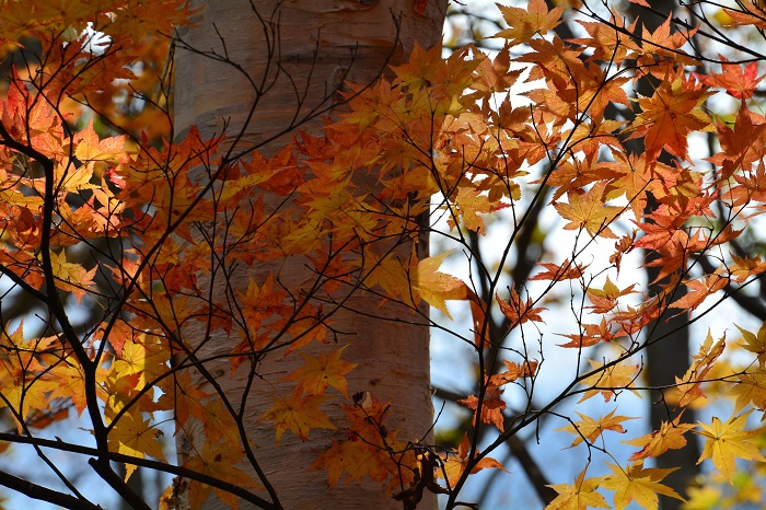 翌１０月１９日は、紅葉がさらに進んでいるようで、より一層鮮やかな紅葉が見られ始めた頃でした（小沢平ブナ樹海ラインにて・２０２１年１０月１９日）。