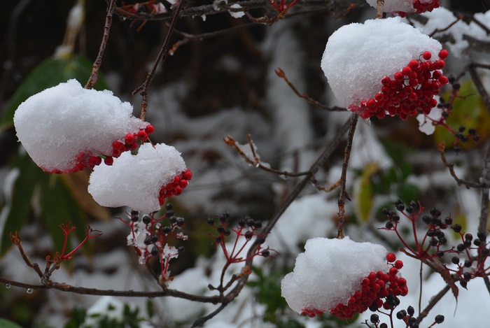 ２日後の１０月２１日は、寒波がさらに発達し、多くの降雪が見られた樹海ラインや尾瀬御池登山口。まだまだ青葉の残る原生林に重たい水雪の降雪のため、多くの樹木の枝が折れるなどの光景が見られました（２０２１年１０月２１日）。