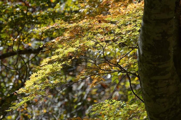 １０月も後半の２０日になろうとしている中で、まだまだ紅葉にならないモミジも多く見られたこの日でした（小沢平ブナ樹海ラインにて・２０２１年１０月１９日）。