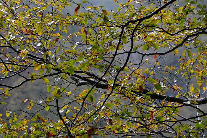 まだまだ青いブナの木の葉も結構見られておりました（小沢平ブナ樹海ラインにて・２０２１年１０月２１日）。