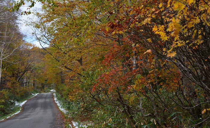 ダケカンバの紅葉は落葉も目立ってはいましたが、ようやくブナの木の紅葉と一緒にモミジの鮮やかな紅葉が見られるようになってきた、尾瀬ブナ平の遅い紅葉の光景です（２０２１年１０月２２日）。