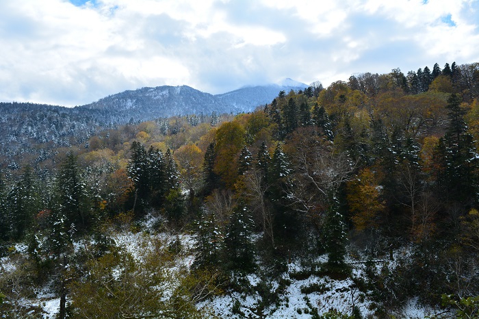 小沢平ブナ樹海ラインより、紅葉と雪景色の原生林の奥に霧氷に包まれる燧ケ岳を望んで（２０２１年１０月２２日）。