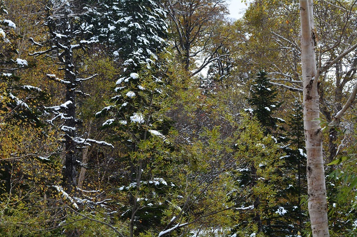 緑と紅葉と針葉樹林の枝葉の雪景色が神秘的な景観を醸し出していた小沢平ブナ樹海ラインの秋。このあたりが毎年一番早い積雪となる場所で、雪景色も綺麗な場所です（２０２１年１０月２２日）。