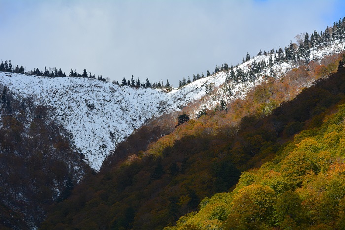 尾瀬ブナ坂より紅葉の奥に雪景色に染まる会津駒ケ岳の尾根（キリンテ～尾瀬御池登山口間）を望んで（２０２１年１０月２４日）。