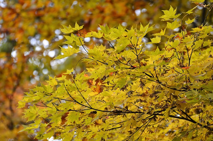 ２日後の１０月２９日。この日の尾瀬ブナ坂はまさに紅葉燃える秋という景観がぴったりで、本当に原生林の鮮やかな紅葉が見られました（２０２１年１０月２９日・AM１１時３９分）。