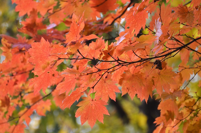 お昼頃の時間帯にもかかわらず、光り輝く景観が見られた尾瀬ブナ坂の紅葉。モーカケの滝付近でも、まるで別世界の紅葉の光景でした（２０２１年１０月２９日・AM１１時５１分）。