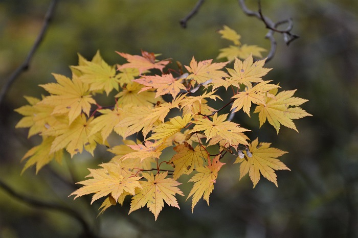 １０月中旬頃の紅葉よりも本当に鮮やかさと美しさが増したモミジの姿は圧巻でした（２０２１年１０月２９日・AM１１時４６分）。