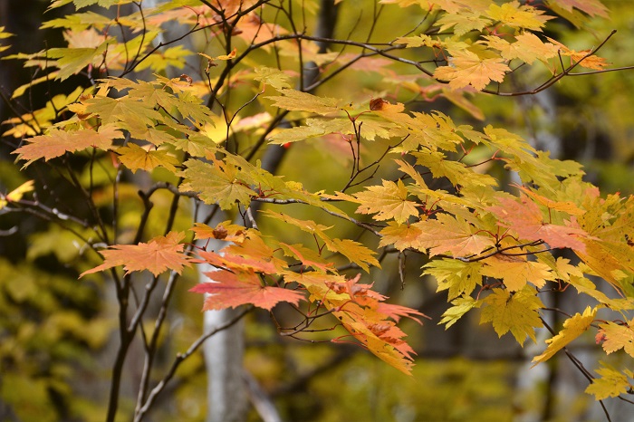 １０月末に見る尾瀬ブナ坂での紅葉。明日はもう紅葉の終わりを告げているかもしれない紅葉の一瞬の美しさの光景は、本当に心洗われる美しい光景であると思います（２０２１年１０月２９日・AM１１時５１分）。