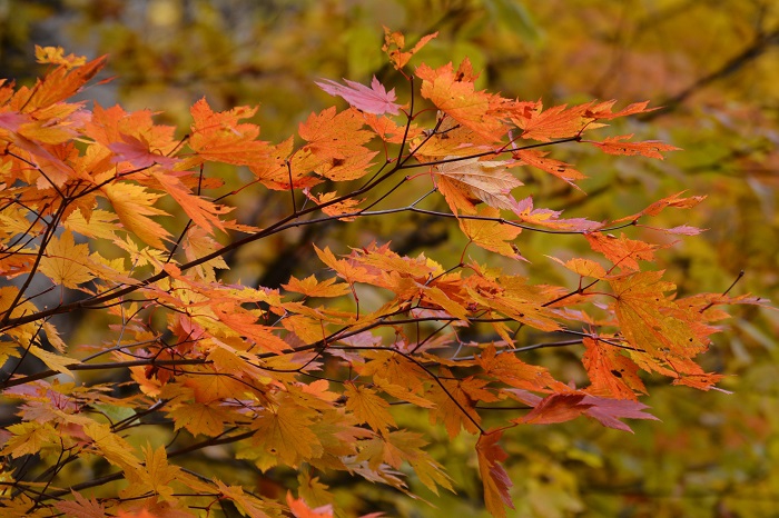 尾瀬ブナ平も紅葉の名所ですが、尾瀬ブナ坂の紅葉もお客様にはぜひ見ていただきたい紅葉の名所であると私達は思います（２０２１年１０月２９日・AM１１時５１分）。