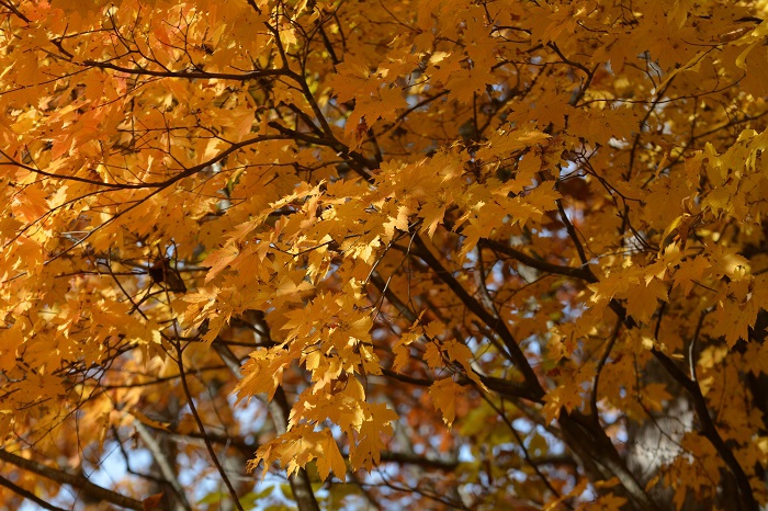 この日、尾瀬ブナ坂の標高約１１００ｍ～１３００ｍ附近の紅葉が本当に綺麗でした（１１月２日・８時４９分）。