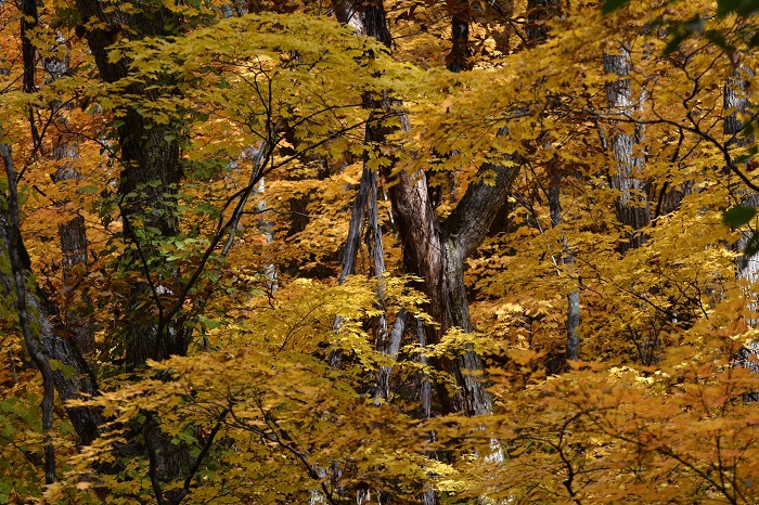 モミジもナラの木もブナの木も針葉樹林のカラマツもその紅葉の美しさが、今年の秋一番の鮮やかさに見られた、心洗われるような１日でした（１１月２日・８時５６分）。