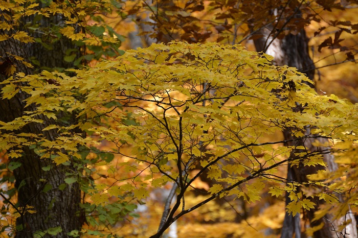 第２七入り橋付近の紅葉も圧巻の美しさでした（１１月２日・８時５６分）。