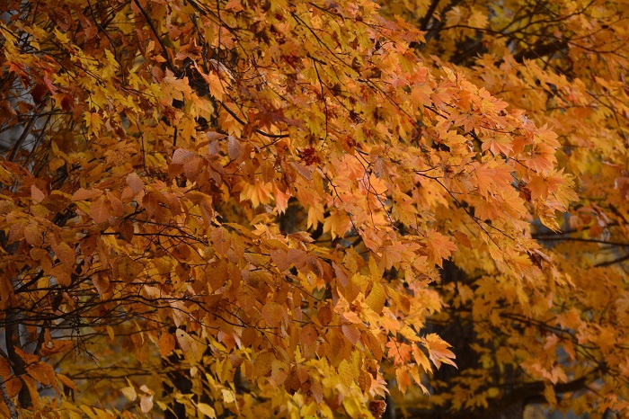 枯れ果ててゆく前の、一瞬の紅葉の美しさに出会った一日であったのかもしれません（１１月２日・９時１２分）。