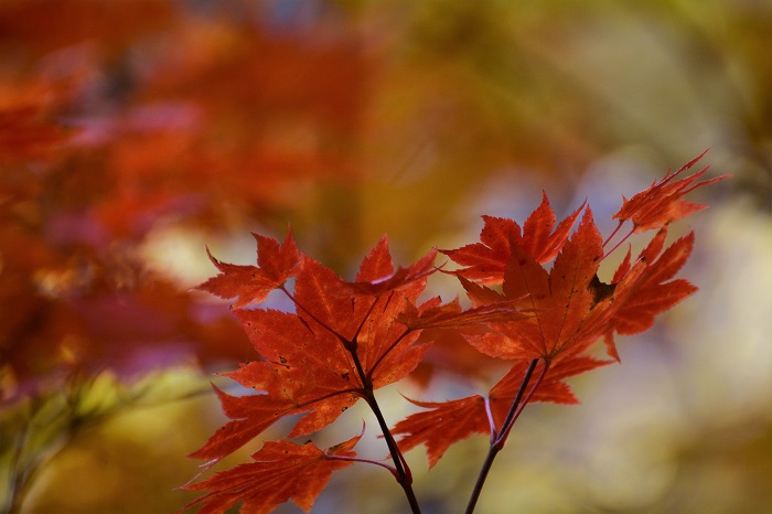 小沢平ブナ樹海ラインの紅葉が、目の覚めるような美しさに染まっていた１日でした（１１月２日・１０時０２分）。