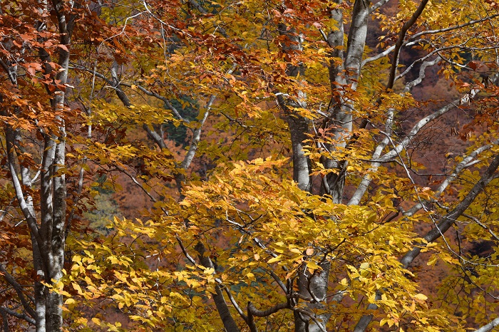 ブナの木の紅葉の色合いが、晩秋の雰囲気とも相まって、本当に秋の色合いの美しさが見られた１日でした。晩秋の色褪せた紅葉と一緒に（１１月２日・９時２８分）。