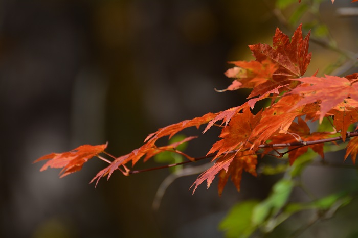 遅れてやってきた紅葉前線も、この日が最高の美しさに染まる一日でした（１１月２日・９時０２分）。