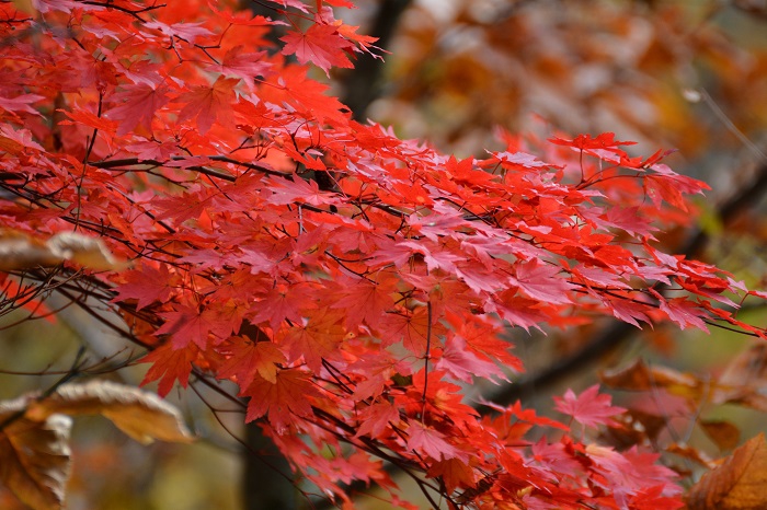 光り輝くモミジの赤色に染まる光景。今年の秋の中で最高の色に染まっていた一日でした（１１月２日・９時１７分）。