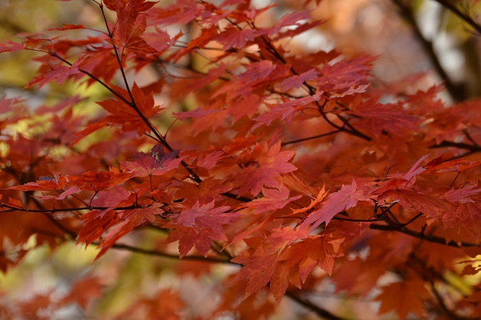 落葉する前の一瞬の紅葉の輝きを見つめているような感覚でした（１１月２日・１０時０２分）。