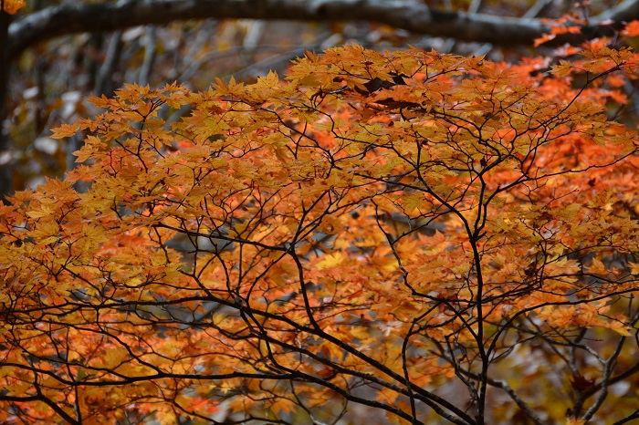 小沢平ブナ樹海ラインの原生林は、ブナの木もモミジもその輝きが違います（１１月２日・１０時１９分）。