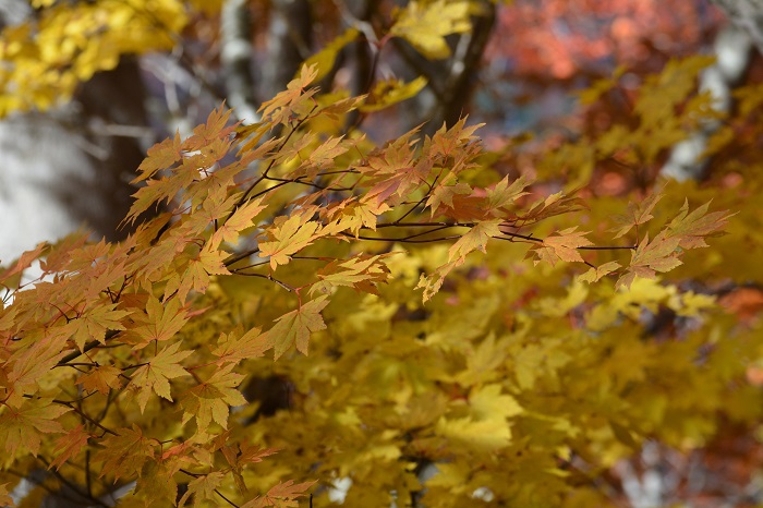 もう明日には葉が枯れて落葉してしまうかもしれない、最後の最高の紅葉に染まるモミジの姿に出会って（１１月２日・１０時０３分）。