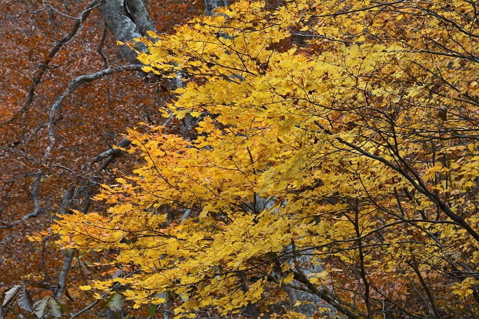 翌１１月３日の日には、もう紅葉は落葉がかなり進んでいるようでした。可憐な美しい花々と同じで、最高の紅葉を迎えている時間というものは本当に短いものです（１１月３日・１１時２３分）。