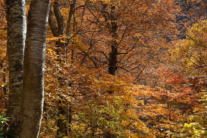 深山霊峰のブナの原生林を貫いている小沢平ブナ樹海ラインの秋は、毎年、心洗われるような本当に素晴らしい紅葉の景観が見られます（１１月２日・１０時５８分）。